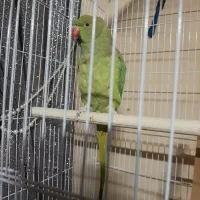 طوطی ملنگو معاوضه با صندلی راک یا مرغ عشق انگلیسی