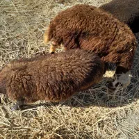 دوعدد  بره نره شیری پای پروار مخصوص داشت