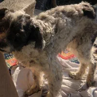 واگذاری رایگان شیتزو تریر|سگ|اطاقور, |دیوار