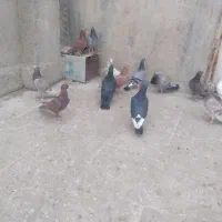 آلمانی بوم|پرنده|مشهد, رده|دیوار