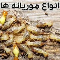 گروه سمپاشی کل اهواز٪سم پاشی ریشه کنی تمام حشرات|خدمات نظافت|اهواز, کیانشهر|دیوار