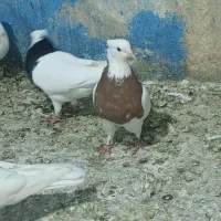 طوقی کفتر کبوتر|پرنده|تهران, هفده شهریور|دیوار