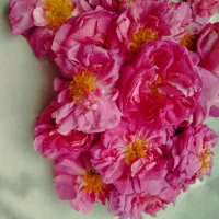گل محمدی خوش عطر