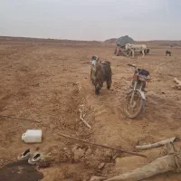 دوبور|حیوانات مزرعه|حبیب آباد, |دیوار