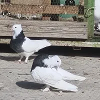 کبوتر زینتی طوقی کاکلی پاپر داروی کبوتر