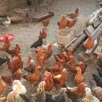 تخم مرغ محلی درج یک