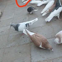 کفتر|پرنده|سبزوار, امیر کبیر|دیوار