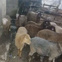 ۹راس بره گوسفند ۷تانر ۲تاماده جنس دار