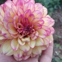 نگهداری از ویلا