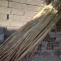 نی تمیز و پاک شده