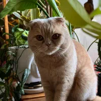 واگذاری گربه با تمام وسایل|گربه|آبادان, |دیوار