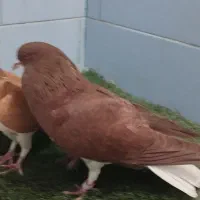 کبوتر شهری|پرنده|مرودشت, ثبت احوال|دیوار