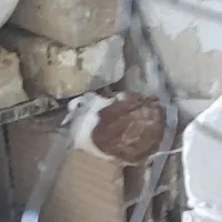 کفتر پشتی|پرنده|نیشابور, بار|دیوار