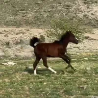 کره اسب نریان