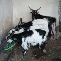 بز بزغاله بزغاله نر