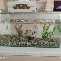 آکواریوم شرکتی