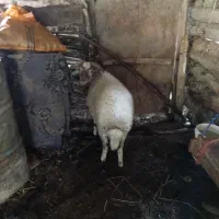 گوسفند نر|حیوانات مزرعه|گوراب زرمیخ, |دیوار