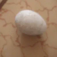 تخم نطفه دار بوقلمون موجوداست