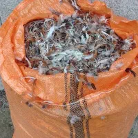 پر مرغ|حیوانات مزرعه|حویق, |دیوار