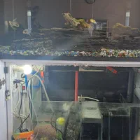 آکواریوم حرفه ای با رآکتور تصفیه آب|ماهی|زرندیه, |دیوار