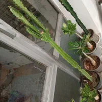 انواع گلهای آدنیوم خاص|گل و گیاه طبیعی|چالدران, |دیوار