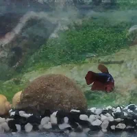 ماهی فایتر ماده|ماهی|رباط‌کریم, رباط‌کریم|دیوار