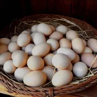 تخم مرغ محلی
