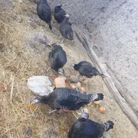 تخم بوقلمون تازه