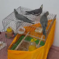 ۳عدد عروس هلندی فروشی