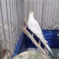 عروس هلندی*نر* به همراه قفس کامل