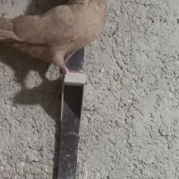 ستا کفتر خوب وسرحال.|پرنده|شیراز, کرونی(خاتونک)|دیوار