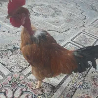 خروس|حیوانات مزرعه|تربت‌حیدریه, بالا ولایت|دیوار