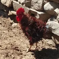 خروس فرفری