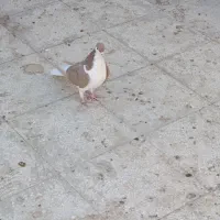 ماده سده زرد