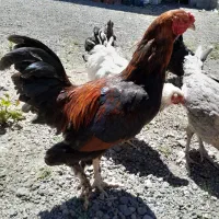 خروس