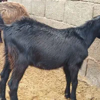 دوتا بزغاله نر