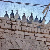 کفتر خاش|پرنده|میرجاوه, |دیوار