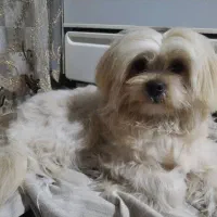 واگذاری سگ شیتزو