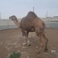 شتر|حیوانات مزرعه|گنبد کاووس, |دیوار