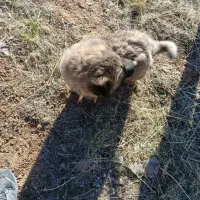 یک عدد توله سگ سرابی