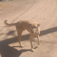 سگ  زرنگ|سگ|تخت سلیمان, |دیوار