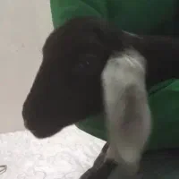 بره
