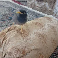 مرغ مینا|پرنده|بم, |دیوار