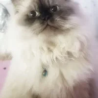 گربه نر هیمالین آماده جفت گیری