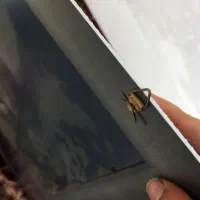 آینه قدی|آینه|گلستان (تهران), |دیوار