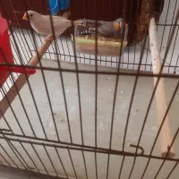 فنج نر و ماده