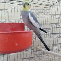 عروس هلندی|پرنده|اصفهان, قهجاورستان|دیوار