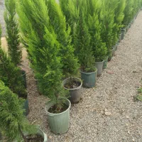 فروش انواع کاج ب قیمت تولید