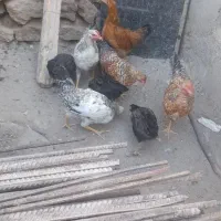 جوجه لاری و محلی بزرگ و کوچیک|حیوانات مزرعه|بناب, |دیوار