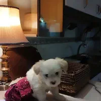 پودل مالتیز سه ماهه نر|سگ|تهران, تسلیحات|دیوار